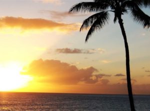 Beautiful-palm-tree-with-sunset